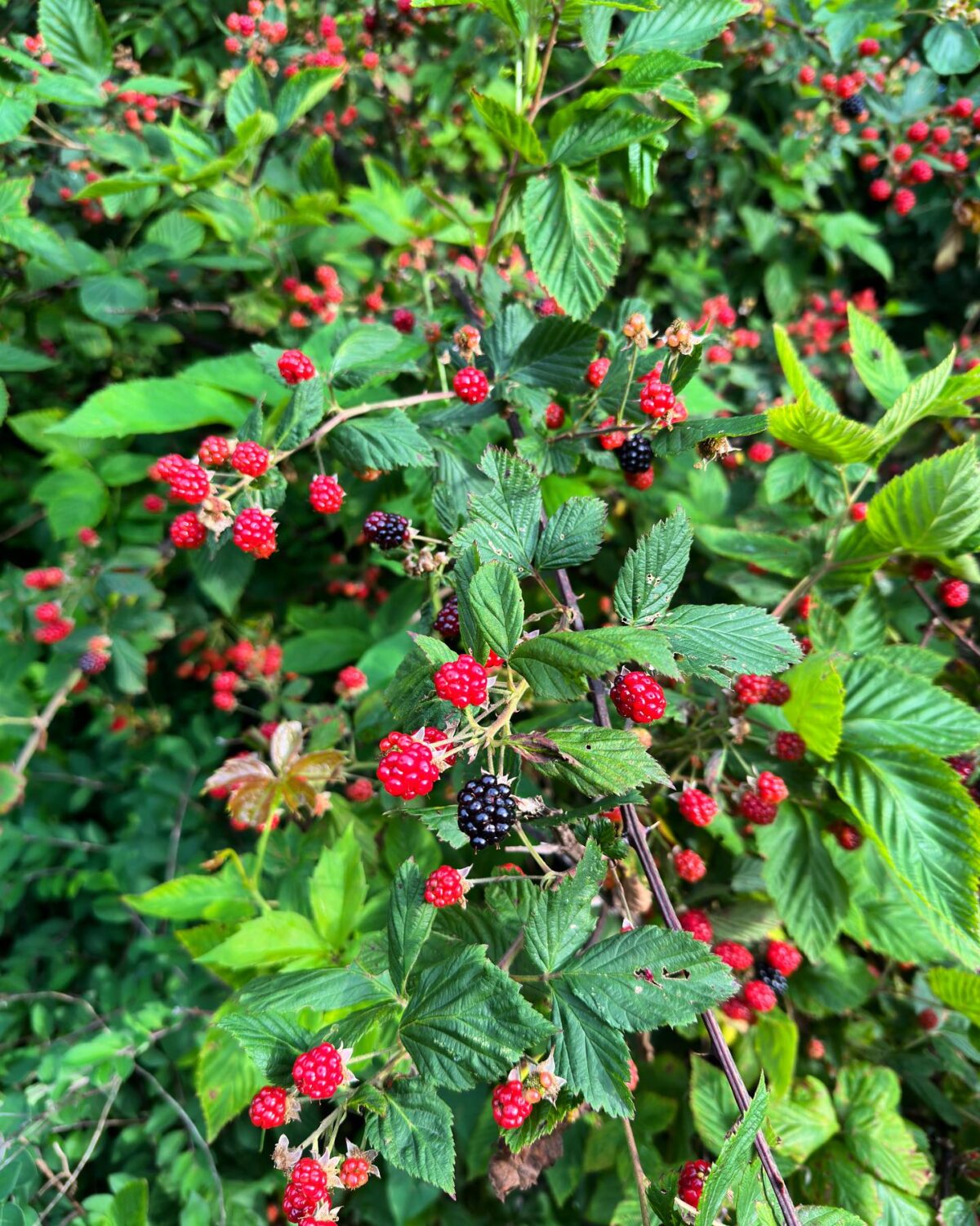 It's the Berries! Visit Southern West Virginia Visit Southern West
