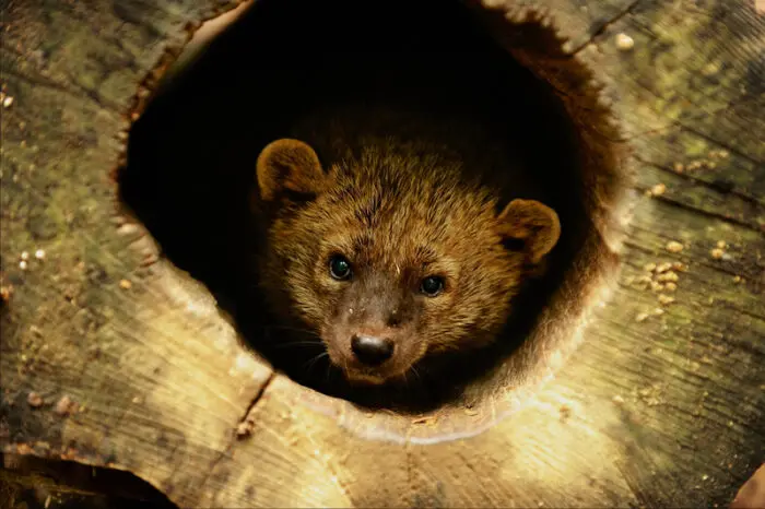 Young bear cub peers out from a hollow log opening
