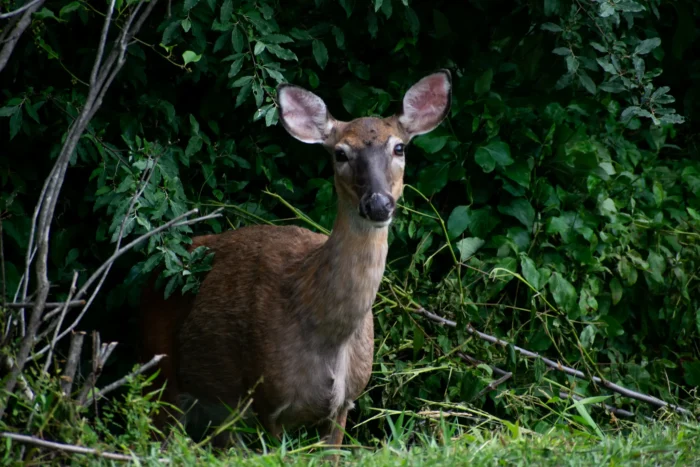 White tailed deer stands alert among dense green foliage in a forest edge setting