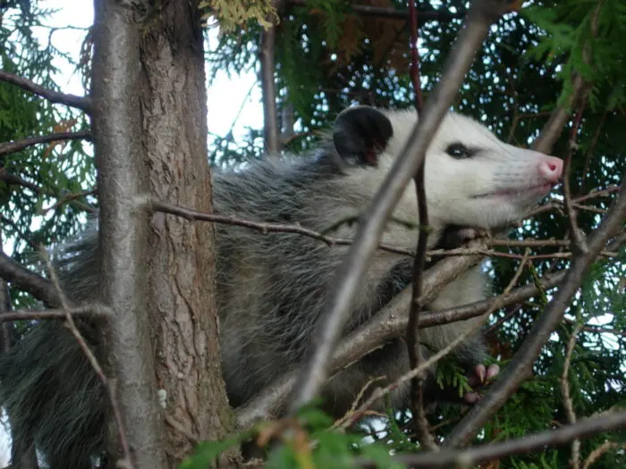 Opossum climbs among tree branches with gray fur and a pale face