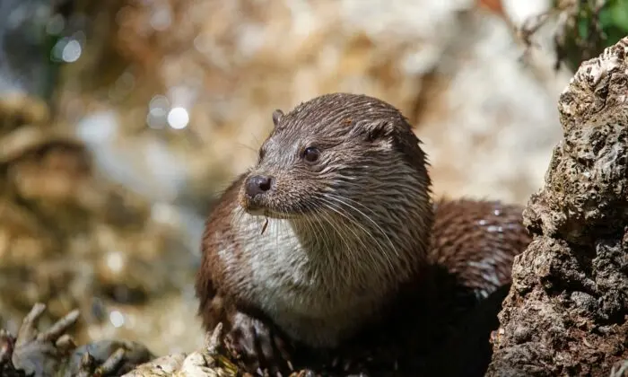 River otter rests on rocks near water with wet fur and whiskers visible