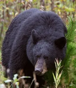 Black bear walks through grassy vegetation in a forested area
