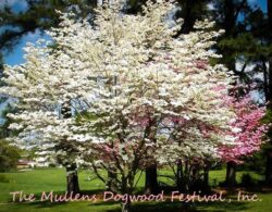 Mullens Dogwood Festival