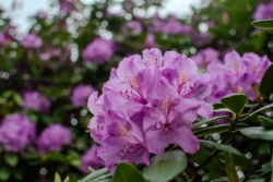 Rhododendron Festival