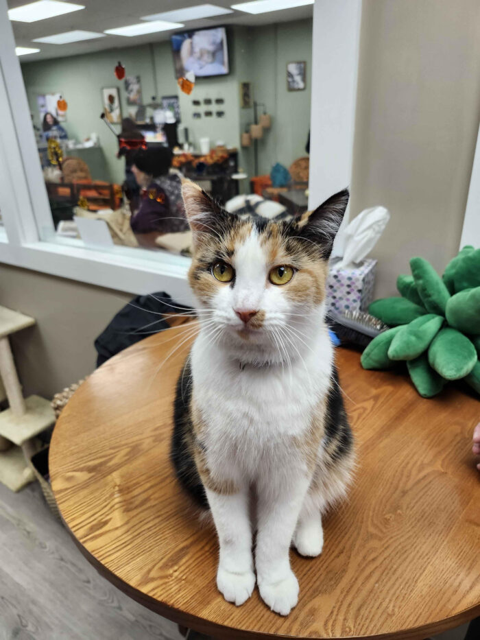 Calico cat sitting on a wooden table in a cozy room with a window showing people and decorations behind it.