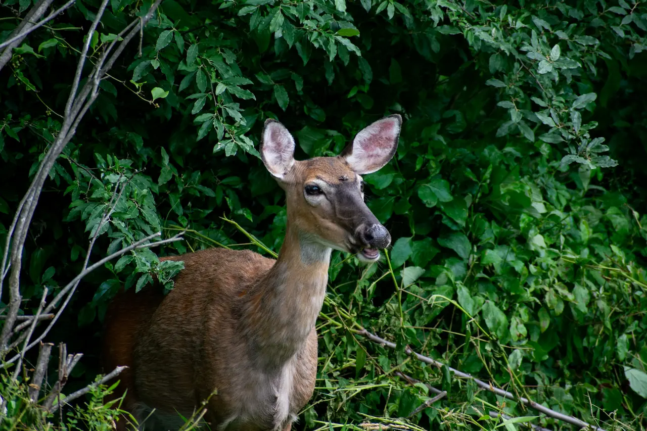 A deer with large ears and a brown coat stands partially hidden among dense green foliage.