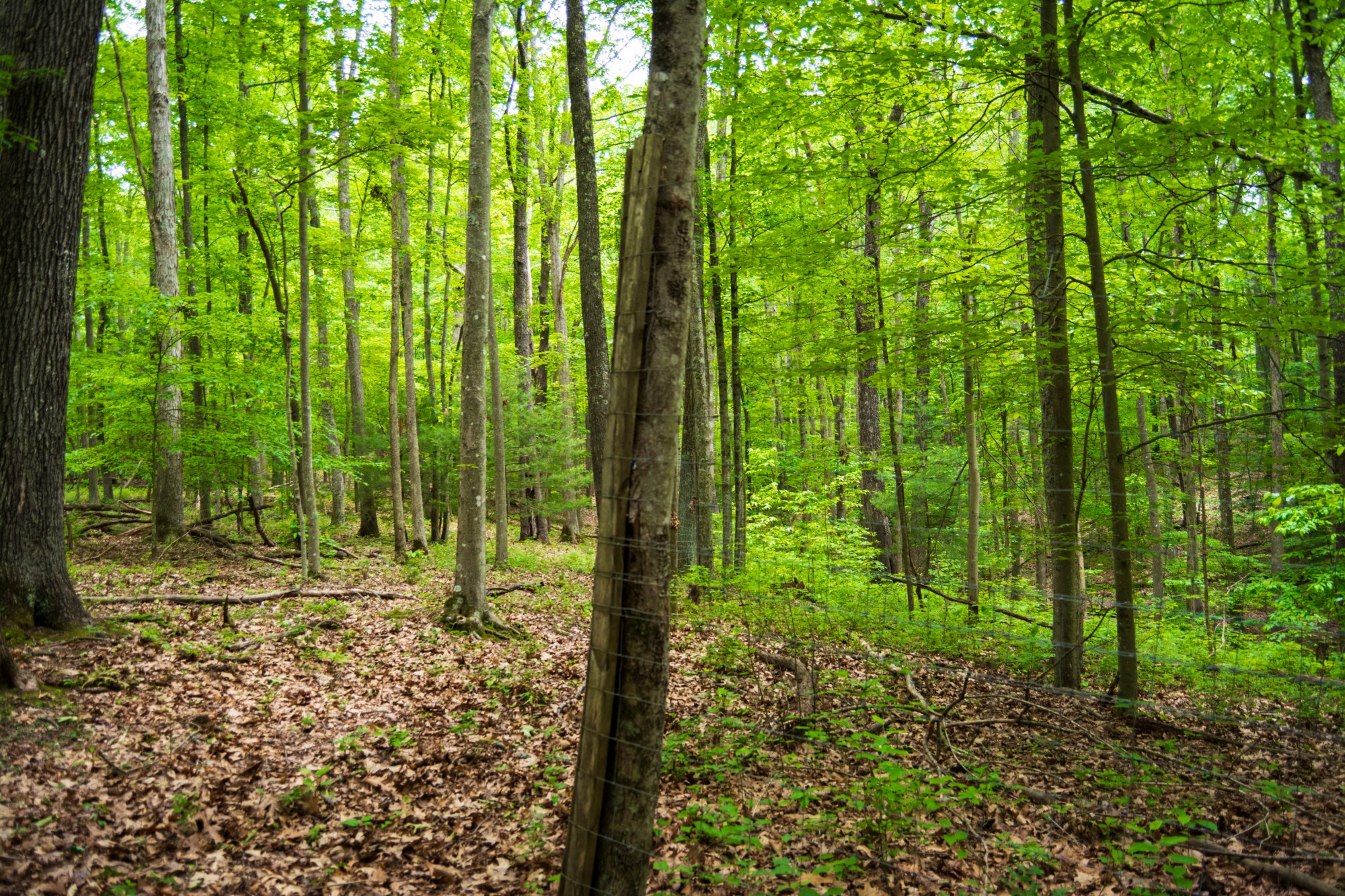 Border of deer fence at Grandview