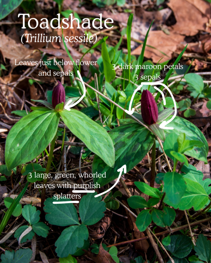 Toadshade (Trillium sessile): 3 petaled dark maroon flowers with 3 sepals, 3 large whorled leaves at the base of the flower with purplish splatters