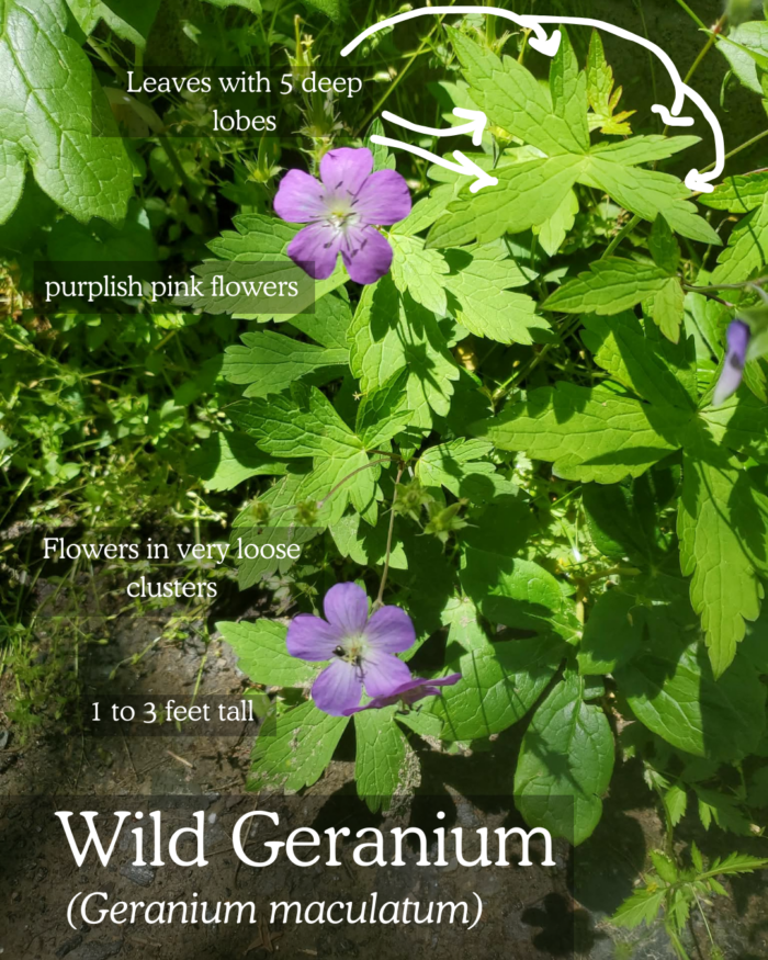 Wild Geranium (Geranium maculatum): 1 to 3 feet tall, purplish pink flowers in very loose clusters, leaves with 5 deep lobes