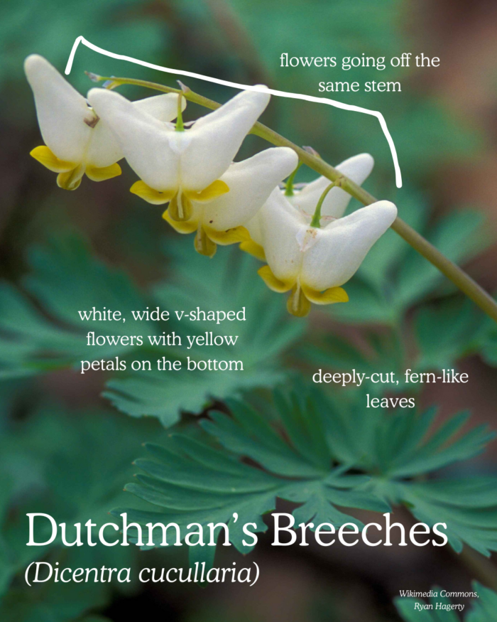 Dutchman's Breeches (Dicentra cucullaria): white, wide v-shaped flowers with yellow petals on the bottom all blooming along the same stem with deeply-cut fern-like leaves