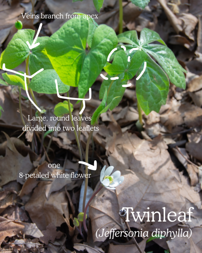 Twinleaf (Jeffersonia diphylla): one 8-petaled white flower, large rounded leaves divided into 2 leaflets, leaf veins from apex