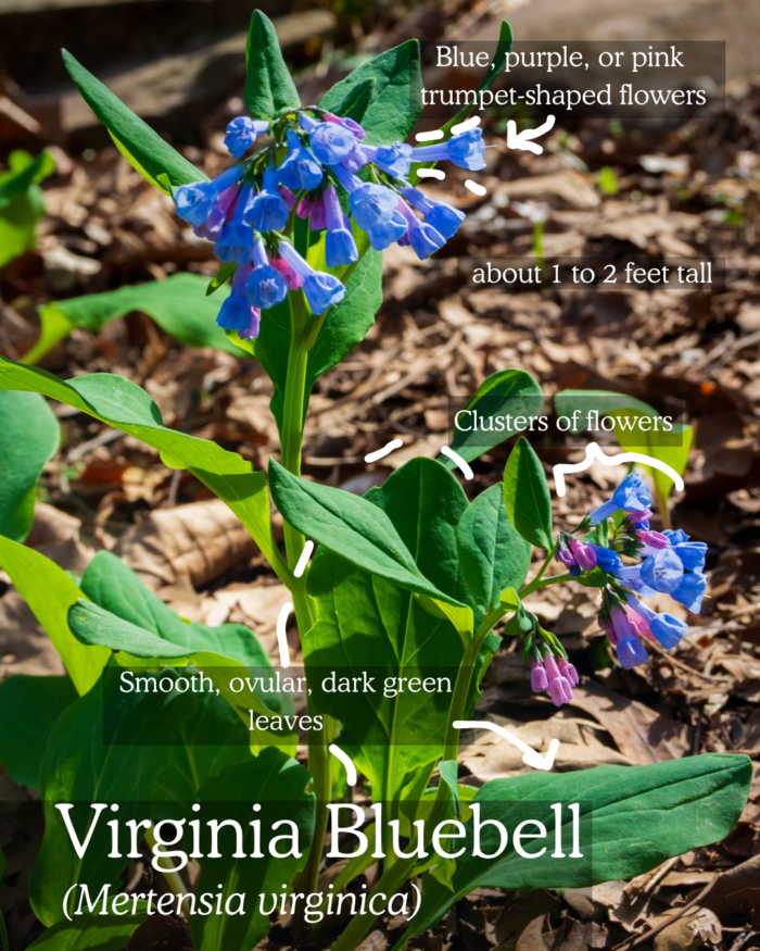 Virginia Bluebell (Metrensia virginiaca), bluish purple trumpet shaped flowers with smooth, ovular, dark-green leaves