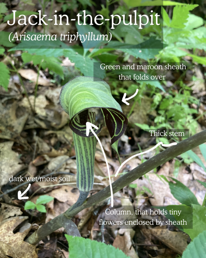 Jack-in-the-pulpit (Arisaema triphyllum): green and marron sheath enclosing column of tiny flowers, found in moist soil, thick stem