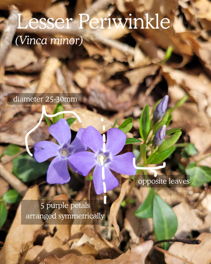Lesser Periwinkle (Vinca minor): small purple flower with 5 petals, opposite leaves 