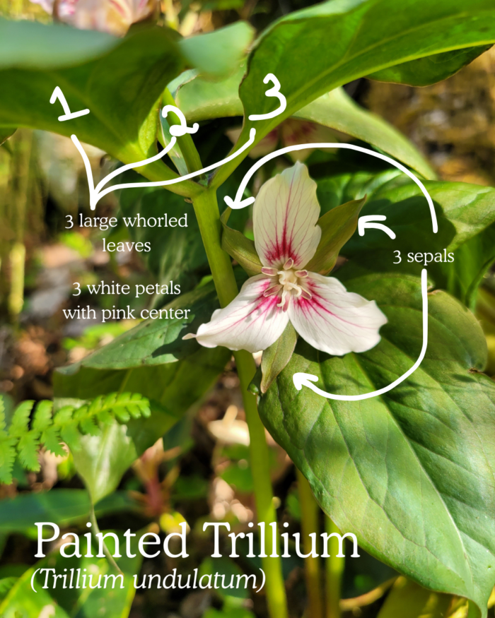 Painted Trillium (Trillium undulatum): Three large whorled leaves above a three-petaled white flower with pink veins and center, three sepals