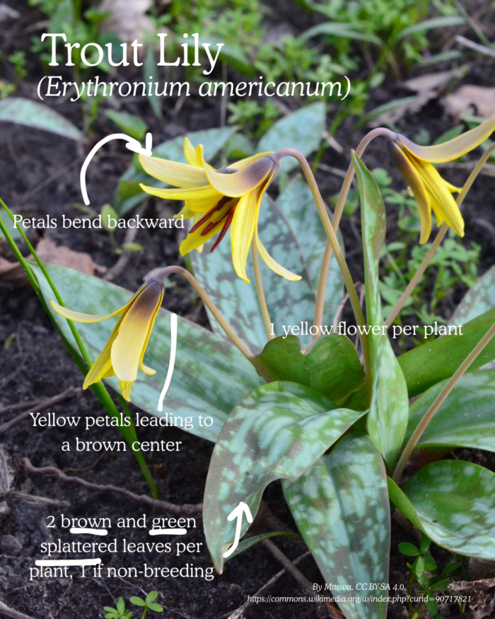 Trout Lily (Erythronium americanum): small yellow flower with petals the bend backward and fade to brown at the center, two brown and green splattered leaves
