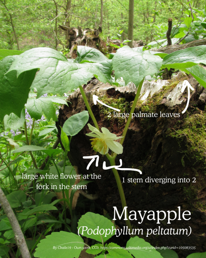 Mayapple (podophyllum peltatum): 1 stem diverging into 2 with a large flower at the fork, 2 large palmate leaves