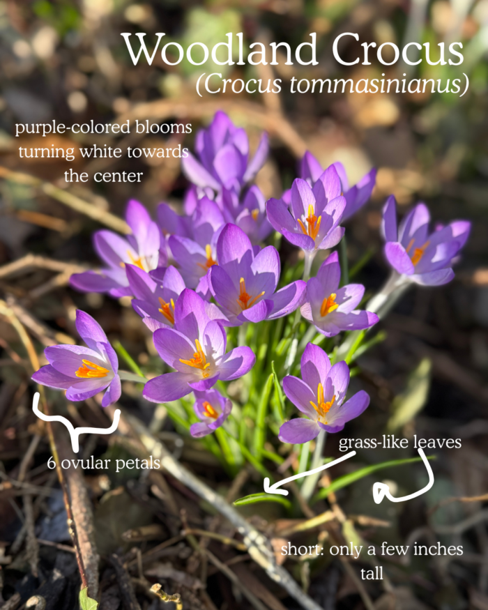Woodland Crocus (Crocus tommasinianus): purple-colored blooms turning white towards the center, 6 ovular petals, grass-like leaves