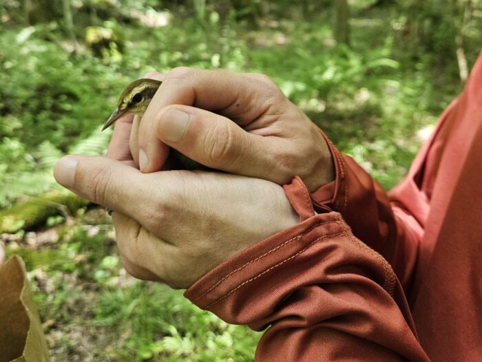 Volunteer holding a bird ready for tagging