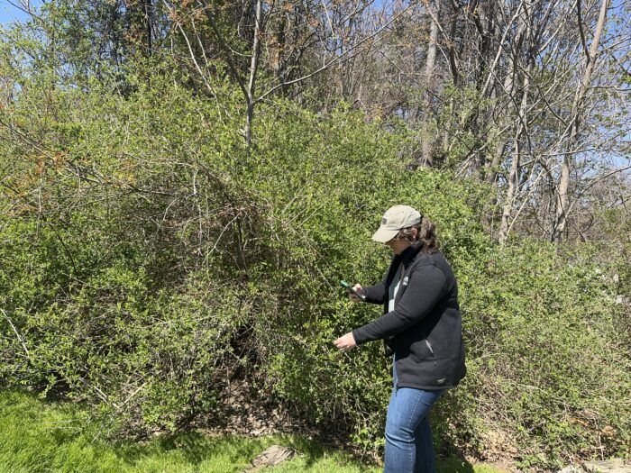 Woman using her phone to ID and submit a species listing 