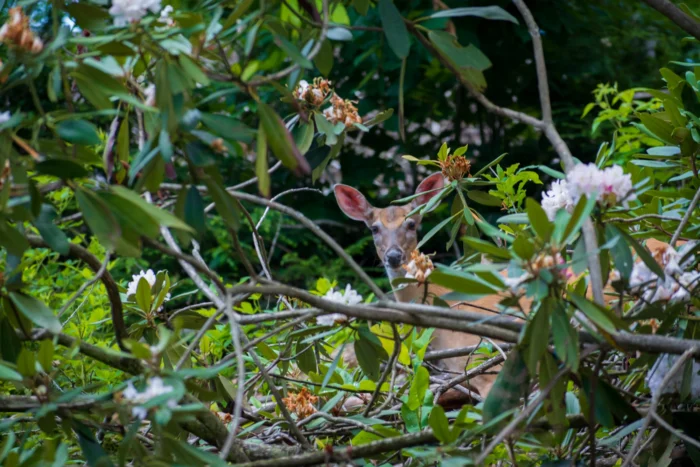 Deer peeking out behind rhododendrons